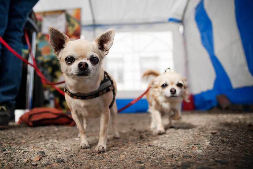 Festarit ja koirulit