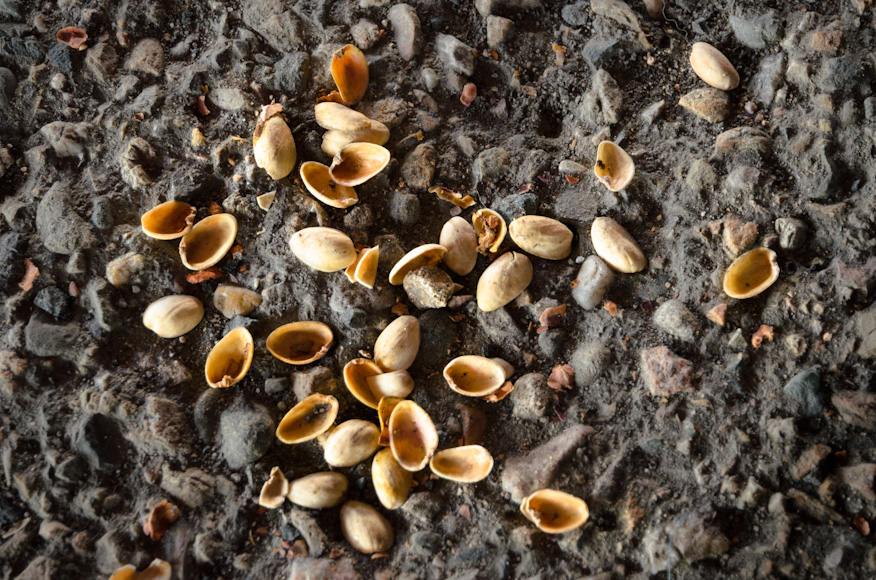 Pistaasipähkinähamsterin jätökset